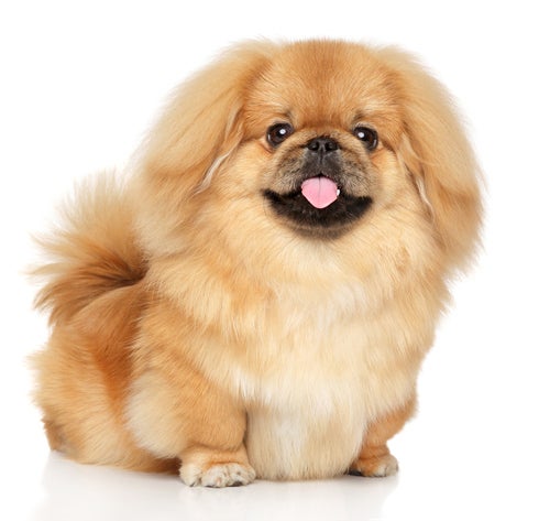 Pekingese hypoallergenic hot sale